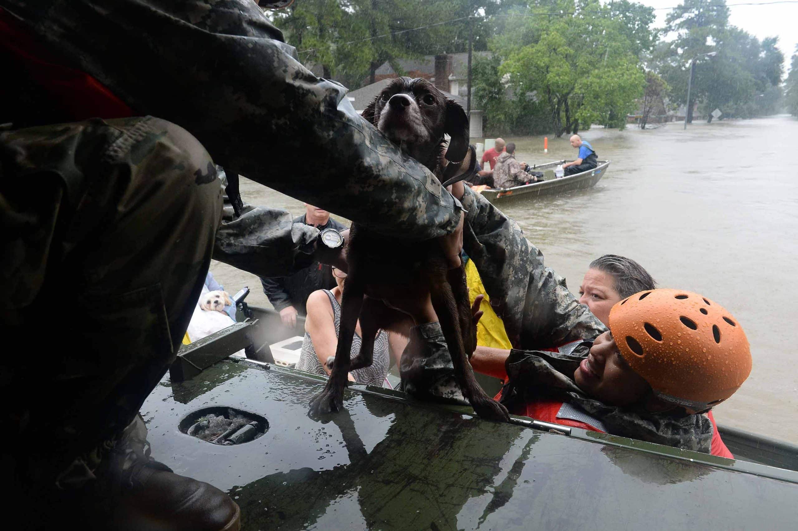 A dog is lifted from a boat to another vessel as part of a rescue during a flood event.